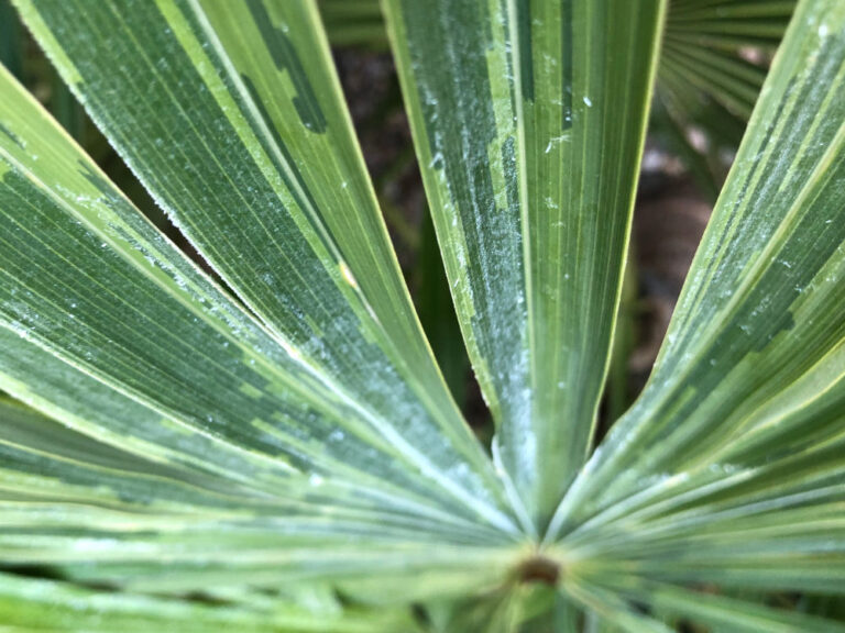 Detail Bild Verfärbungen von Palmwedeln einer Trachycarpus fortunei durch Frost in dunkel und hellgrün