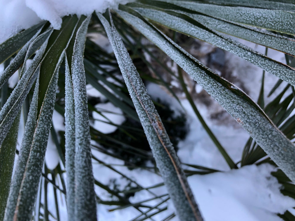 Bild von aufgerollten Palmwedeln im Winter bei -14°C