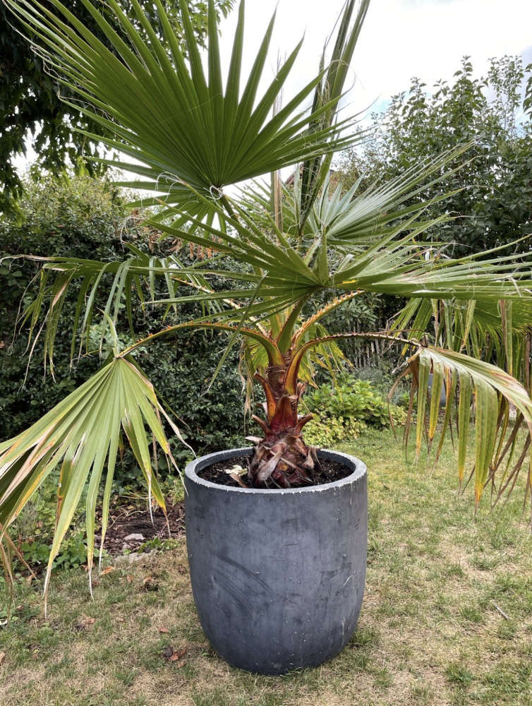 Bild einer ca. 3 Jahre alten Washingtonia robusta Palme im Topf