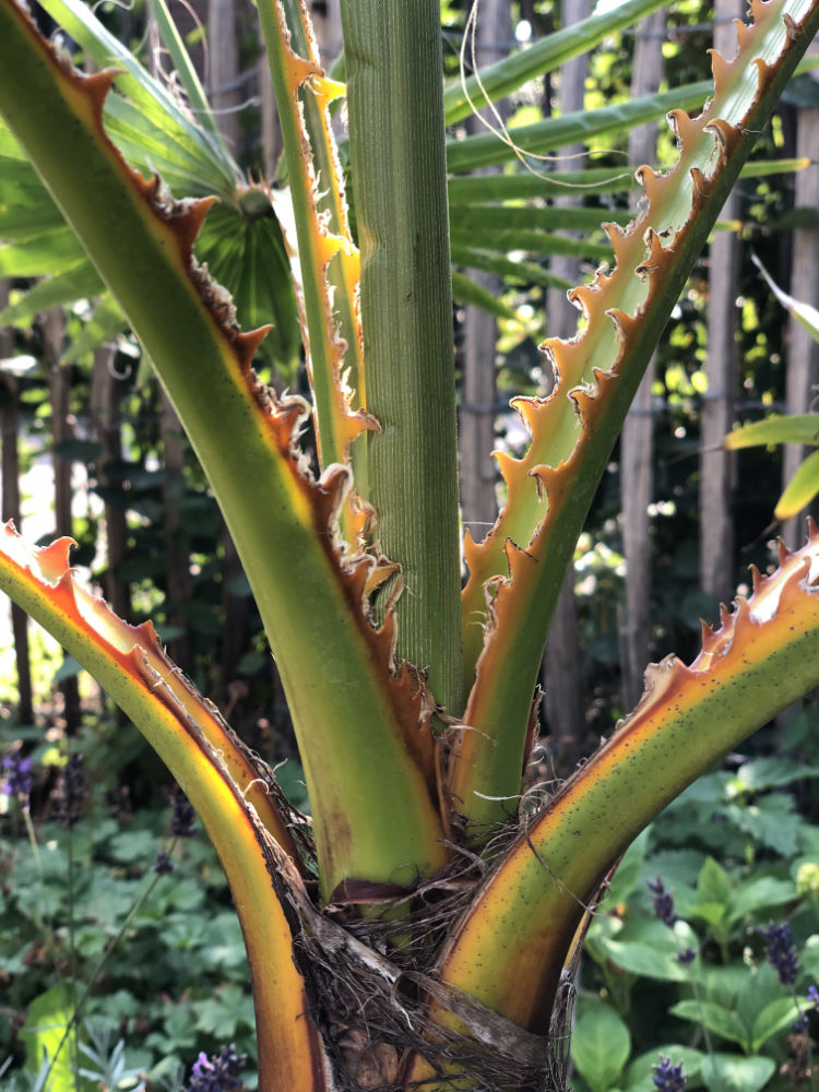 Detaillbild der kräftigen Dornen einer aus Samen gezogenen Washingtonia robusta Palme