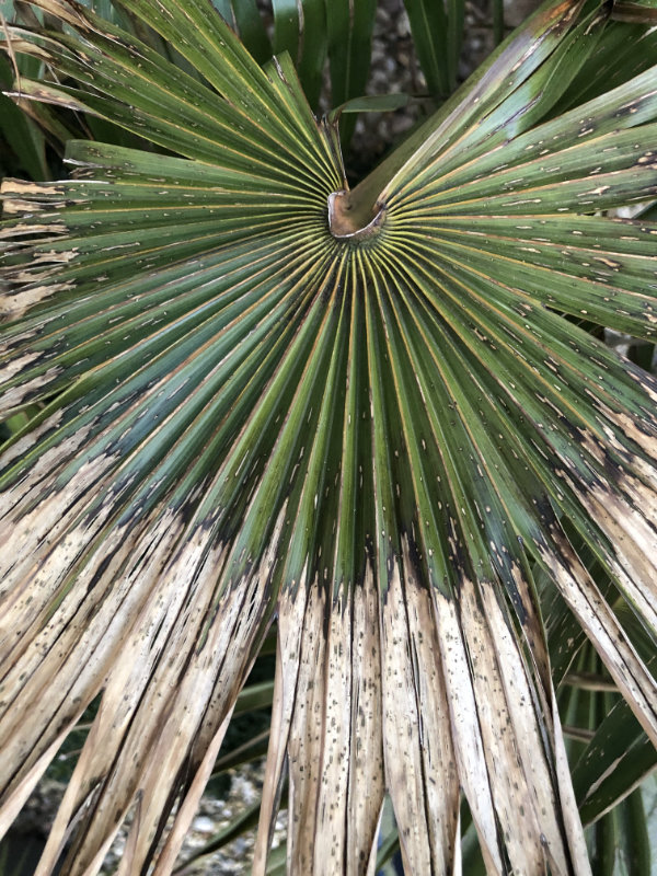 Bild eines rundlichem, herausgewachsenen Frostschadens an einem Wedel der Trachycarpus fortunei