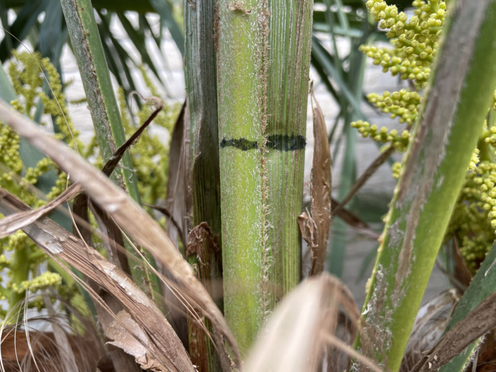 1 Tipp zum Messen vom Wachstum der Pflanze. Man kann beispielsweise mit dem Filzstift einfach eine Markierung am Wedel setzen, ggf. sogar ein Datum notieren.