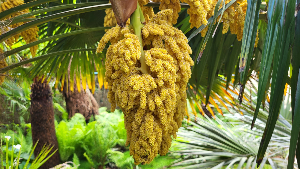 Bild von gelben, männlichen Palmenblüten der Trachycarpus fortunei. Das Geschlecht ist anhand der Farbe und auch der Blüte als solcher gut zu erkennen. 