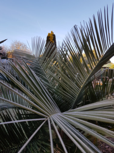 Ausgepflanzte, Frost bedeckte Jubaea chilensis in der Nähe von Berlin um Bundesland Brandenburg