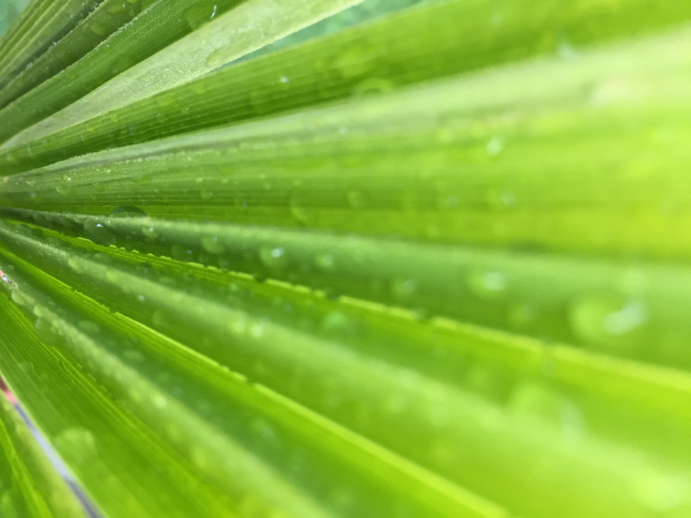 Bild eines Washingtonia robusta Palmwedels mit einem unscharfen Bereich auf der rechten Seite und kleinen Wassertropfen. Das Palmenblatt hat ein sattes grün.