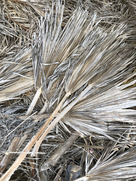 Bild von getrockneten Palmwedeln einer Washingtonia robusta im Garten auf Mallorca